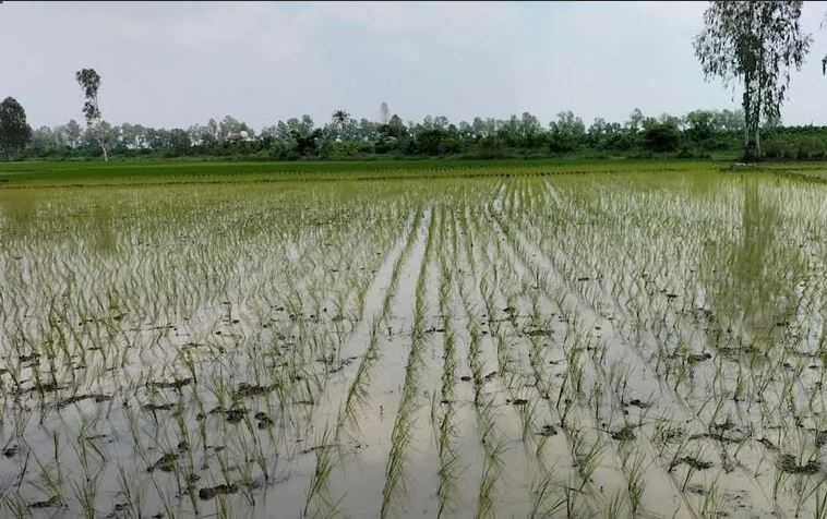 আমন ধান রোপণে ব্যস্ত নাটোরের কৃষকরা 