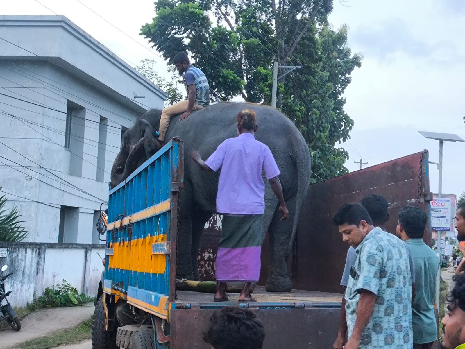 পরিবেশমন্ত্রীর নির্দেশে গাজীপুর সাফারি পার্কে ফিরছে নিহারকলি ও সম্রাট বাহাদুর 