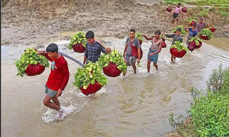 চট্টগ্রামের ‘কাঞ্চন পেয়ারা’ মৌসুমে বিক্রি ৬ কোটি টাকা, রপ্তানি হচ্ছে বিদেশেও 
