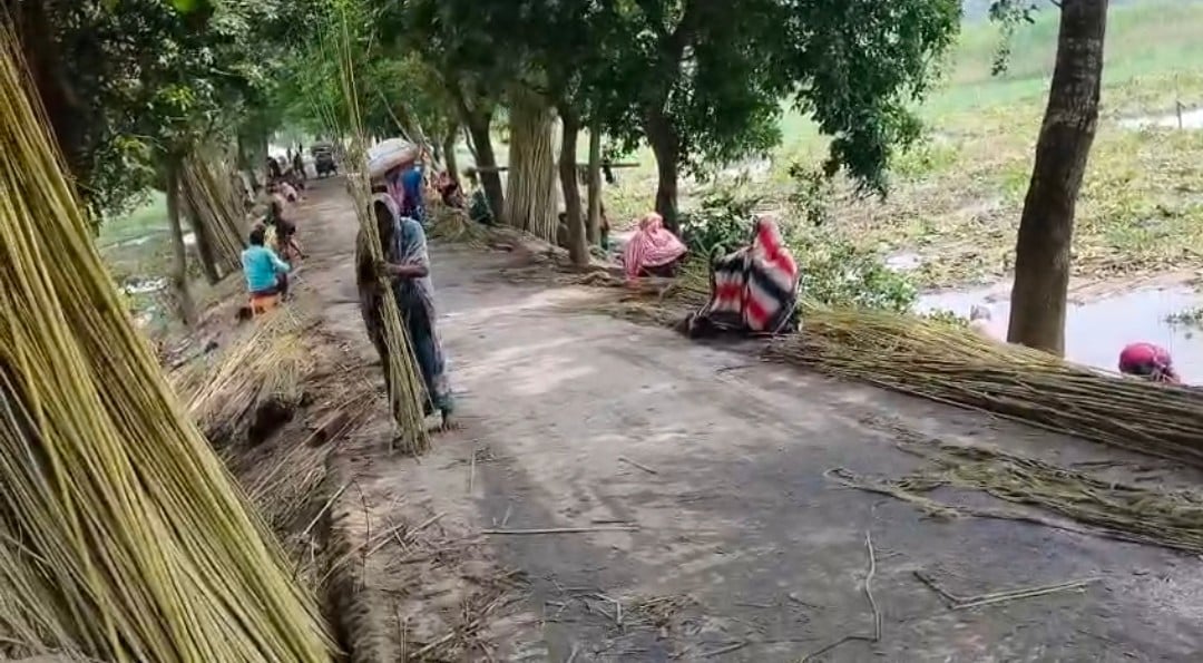 চাঁপাইনবাবগঞ্জে পাটের আঁশ ছাড়িয়ে বাড়তি আয় করছেন নারীরা