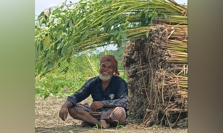 চাঁপাইনবাবগঞ্জে ভালো দামে সোনালি আঁশ; কৃষকের মুখে হাসি