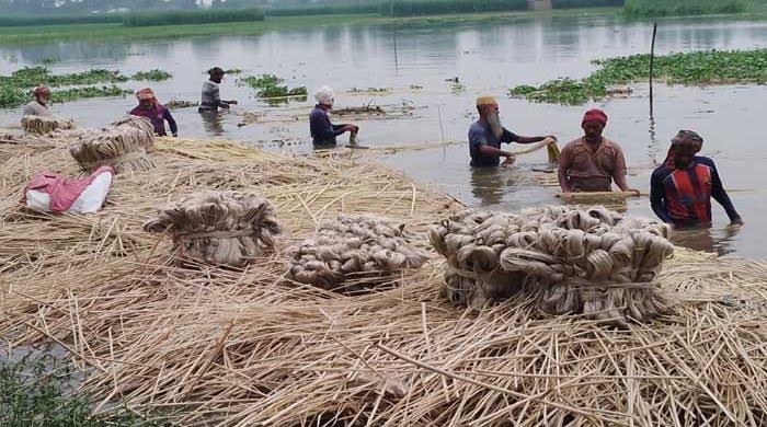 রাজশাহীতে চলতি মৌসুমে ৫৪৯ কোটি টাকার পাট বিক্রির সম্ভাবনা