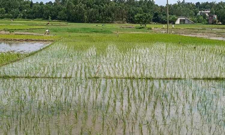 চট্টগ্রামে বন্যার ধকল কাটিয়ে ‘আমন রোপার উৎসব’