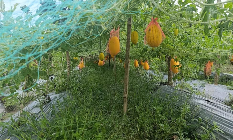 অসময়ের তরমুজ চাষে আগ্রহ বাড়ছে সাতক্ষীরার কৃষকদের 