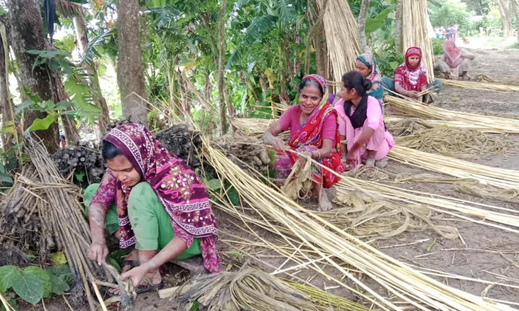 বরিশালে উন্নত জাতের পাট চাষে এসেছে ব্যাপক সাফল্য 