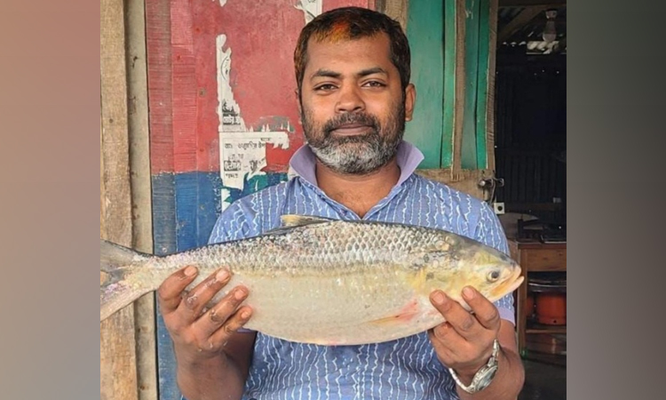 ভোলা উপকূলের নদীতে ধরা পড়ছে বড় সাইজের ইলিশ, বিদেশে রপ্তানির প্রস্তুতি