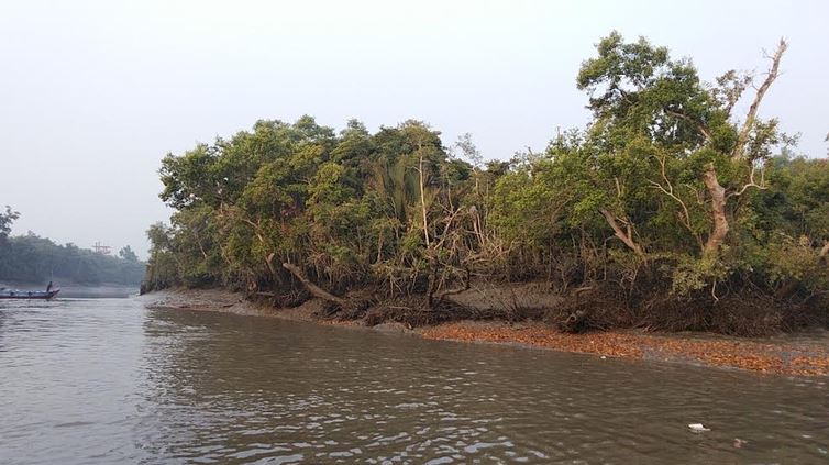 দুয়ার খুলছে সুন্দরবনের, প্রস্তুত জেলে-বনজীবী ও পর্যটন ব্যবসায়ীরা