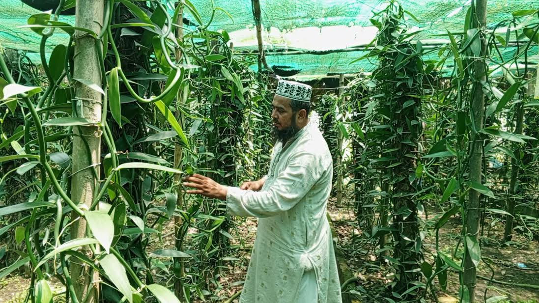 ভ্যানিলাসহ সমন্বিত কৃষি খামার করে সফল বেগমপুরের হুমায়ুন 