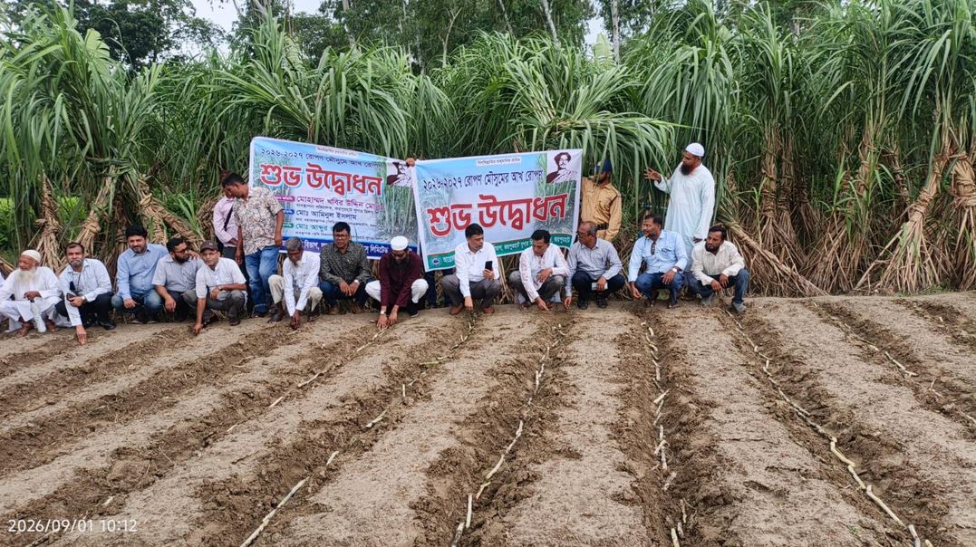 জয়পুরহাট সুগার মিলসের আখ রোপণ কার্যক্রম শুরু