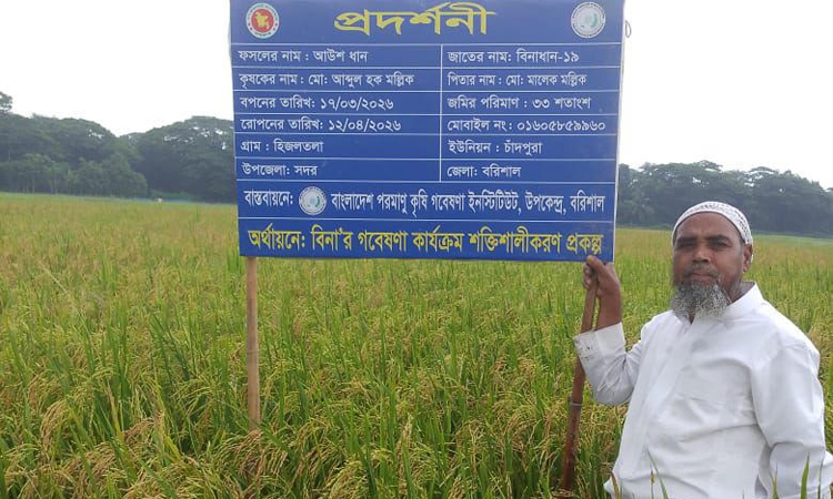 বরিশালে রোপা আমন ও আউশ আবাদে লক্ষ্যমাত্রা ছাড়িয়েছে
