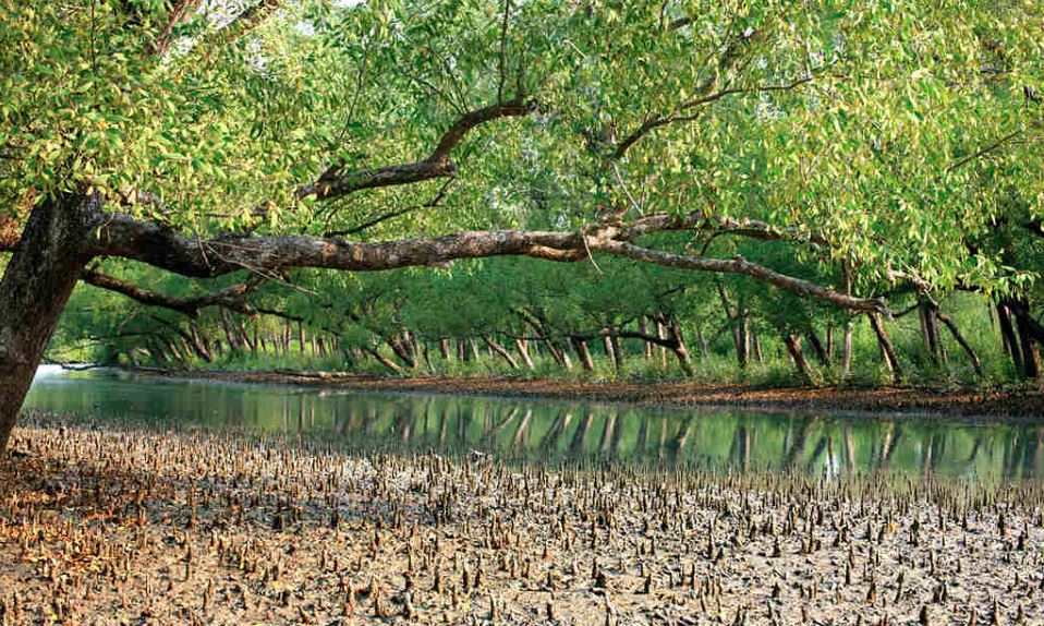 সুন্দরবনের দুয়ার খুলে দেওয়ায় জেলে-বাওয়ালী ও পর্যটকরা উচ্ছসিত