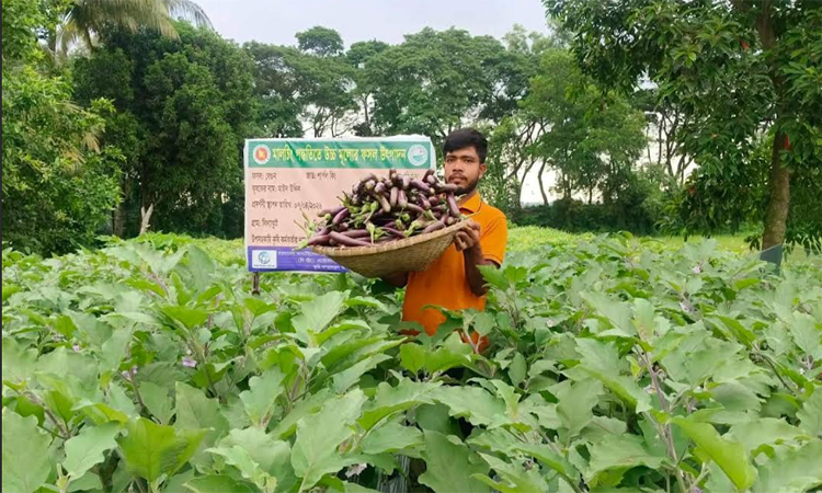 মালচিং পদ্ধতিতে বেগুন চাষে সফল কৃষক মাঈন উদ্দিন 