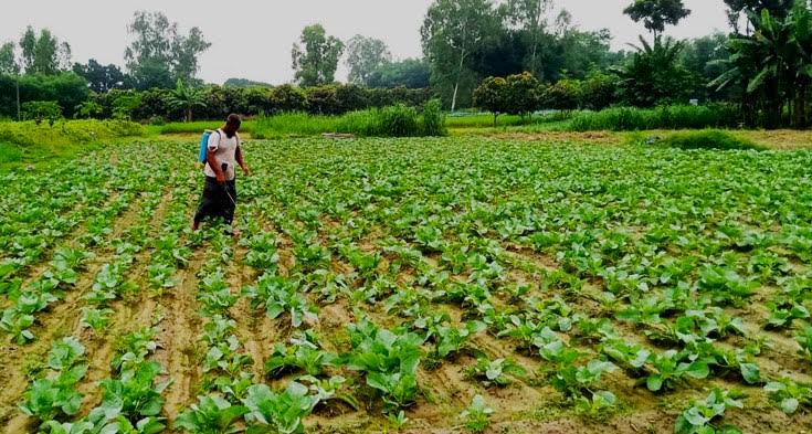 আগাম শীতকালীন সবজি চাষে ব্যস্ত উত্তরের কৃষকরা