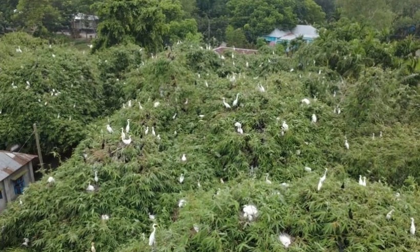 ছবি: বাসস