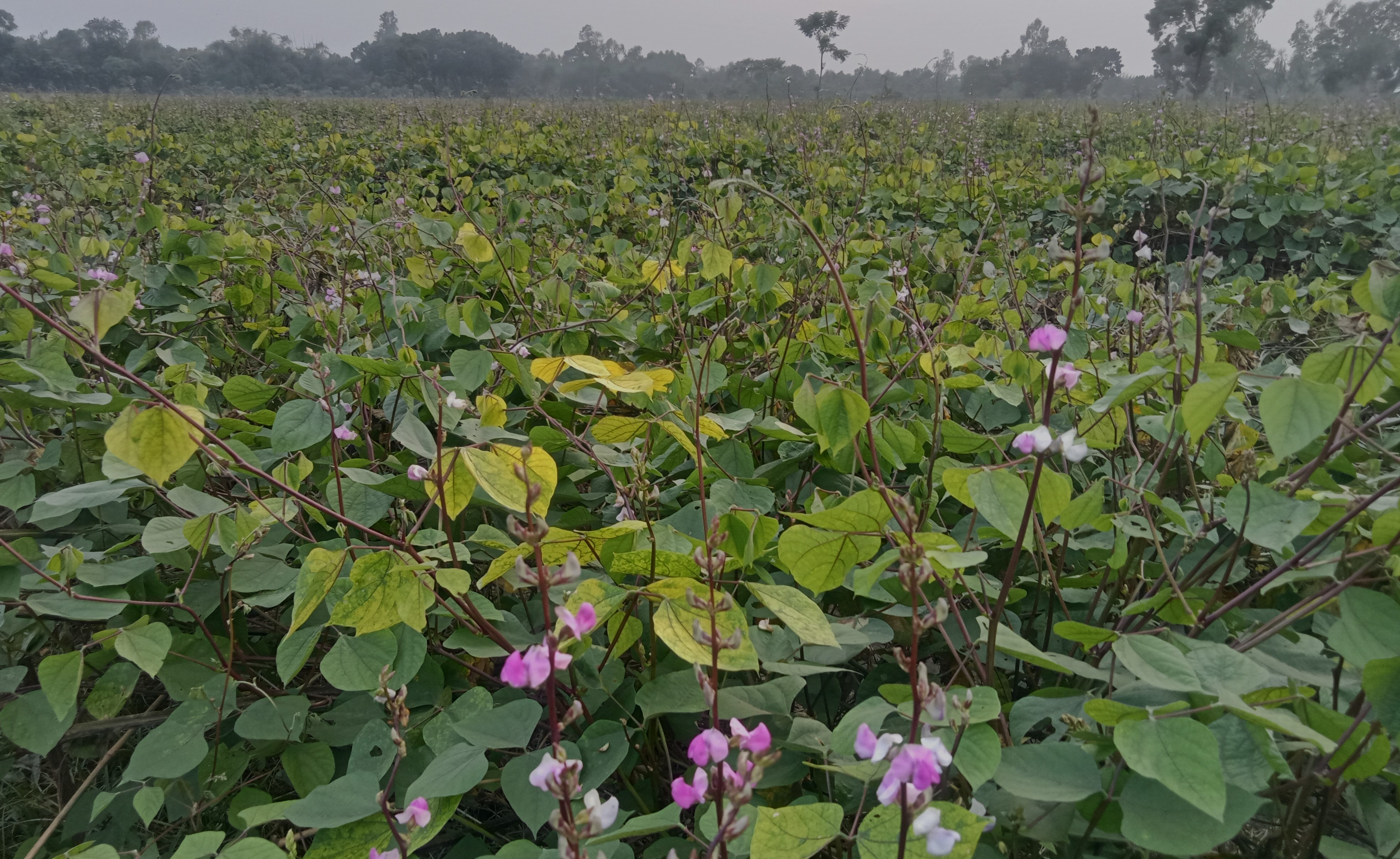 ছবি: বাসস