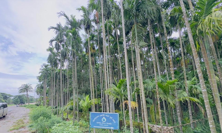 ইনানী-হিমছড়ির রূপের পালক ‘সব গাছ ছাড়িয়ে, উঁকি মারে আকাশে !’