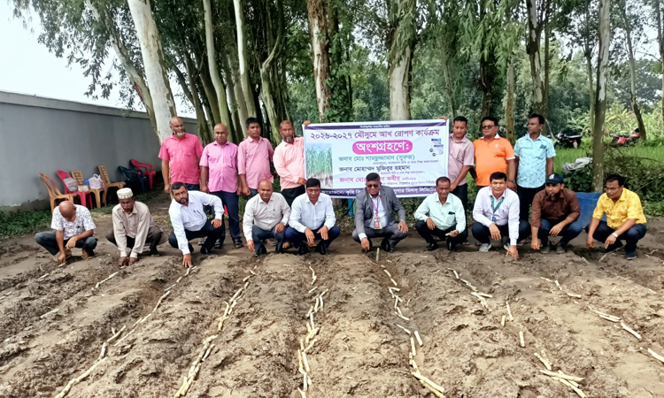 প্রধানমন্ত্রীর নির্দেশনায় ঠাকুরগাঁওয়ে ব্যাপক বৃক্ষরোপণ শুরু
