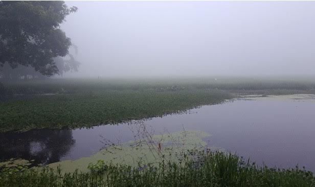 পঞ্চগড়ে শরতের শুরুতেই ঘন কুয়াশা 