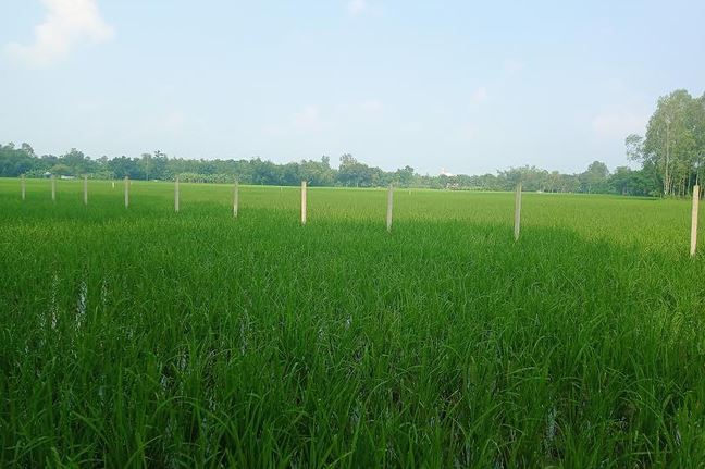 নীলফামারীতে সারের সরবরাহ স্বাভাবিক, সময়ের মধ্যে আমন আবাদের লক্ষ্যমাত্রা অর্জন