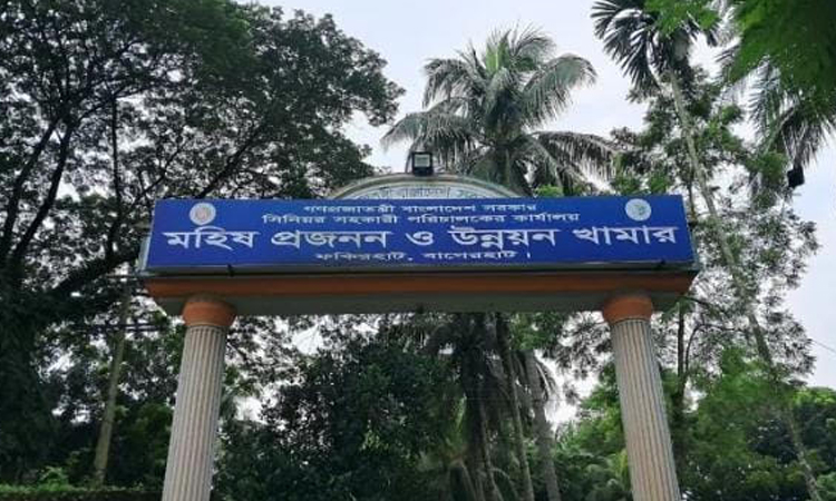দেশের একমাত্র সরকারি মহিষ প্রজনন খামারে দক্ষ জনবলের ঘাটতি মিটলে দুধ মাংসের চাহিদা পূরণ হবে