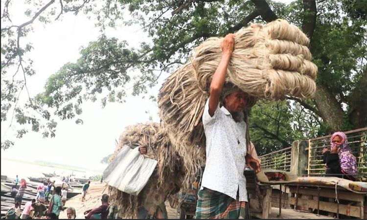 গাইবান্ধায় সোনালি আঁশের সুদিন ফেরায় চাষিরা উচ্ছসিত 