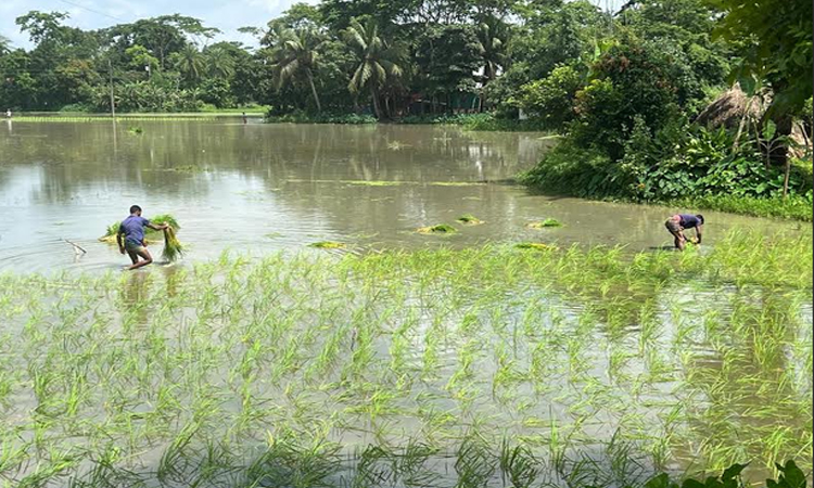 পটুয়াখালীতে আমনের আবাদে আশার আলো, লক্ষ্যমাত্রা ছাড়ানোর সম্ভাবনা